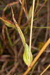 Longleaf sunflower